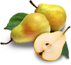 Obstlexikon Birne