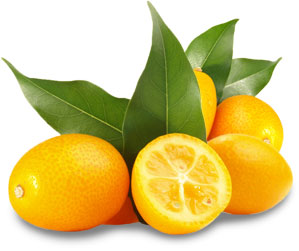 Obstlexikon Kumquats - Zwergorangen